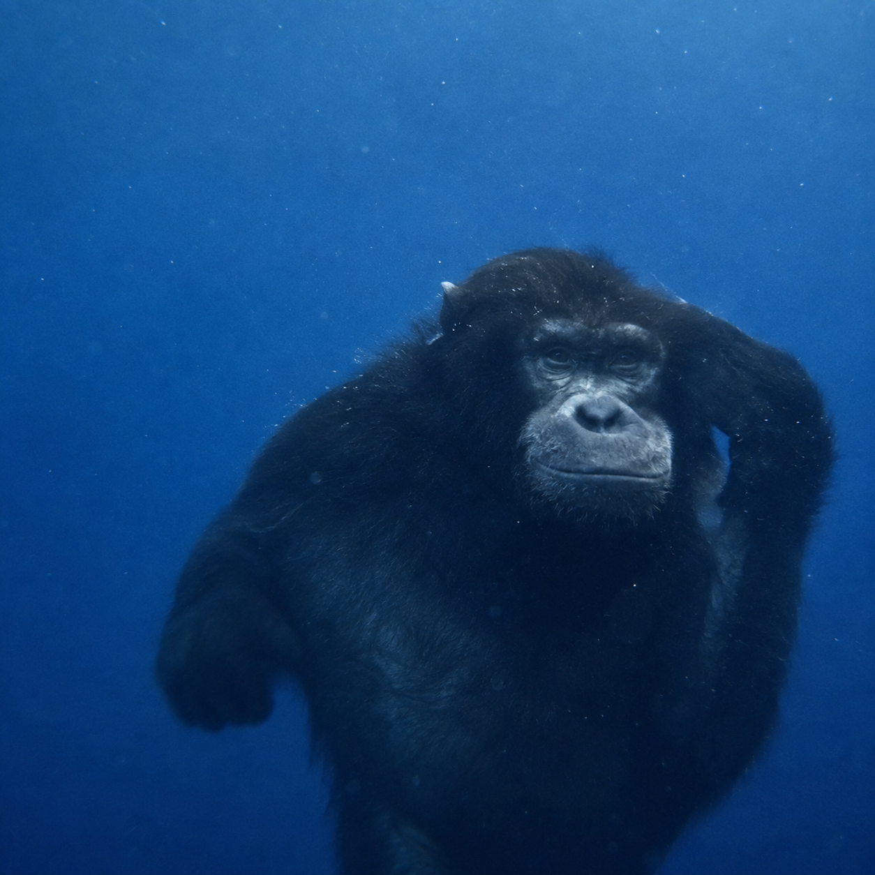 Calm chimpanzee underwater